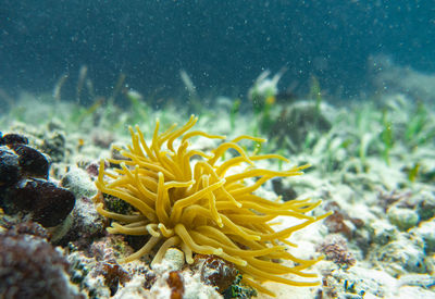 Close-up of  sea anemone underwater