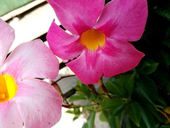 Close-up of pink flowers blooming outdoors