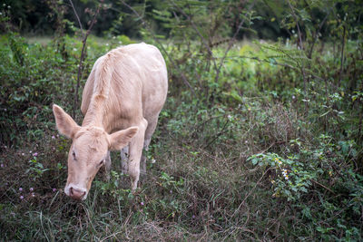 Deer grazing in a field