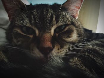 Close-up portrait of cat