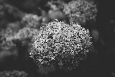 Close-up of hydrangea blooming outdoors