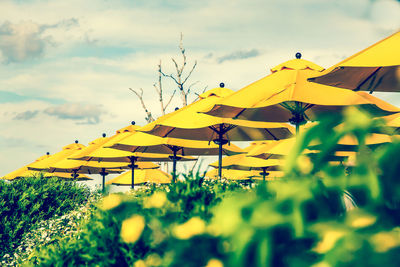 Scenic view of yellow flowers against cloudy sky