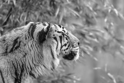 Close-up black and white of a tiger 