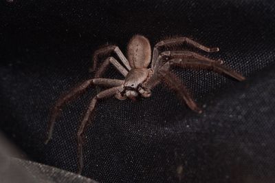 Close up view of a huntsman spider