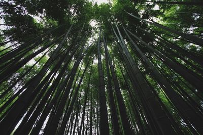 Low angle view of trees in forest