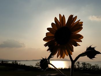 Close-up of sunflower against sky at sunset