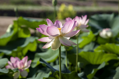 Close-up of pink lotus flowers blooming outdoors