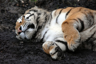 Close-up of tiger lying on field
