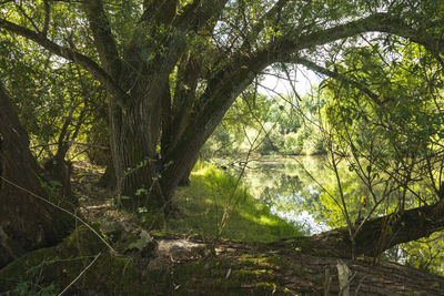 Trees growing in forest