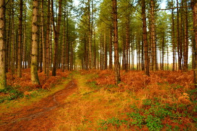 Pine trees in forest during autumn