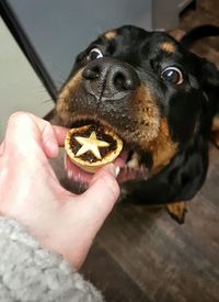 Close-up of hand holding dog