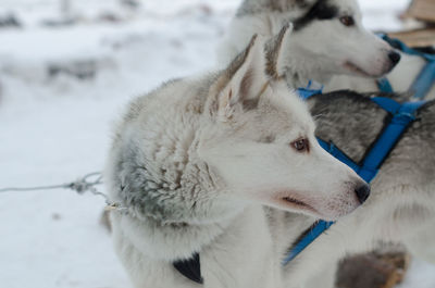 Close-up of white dog on snow