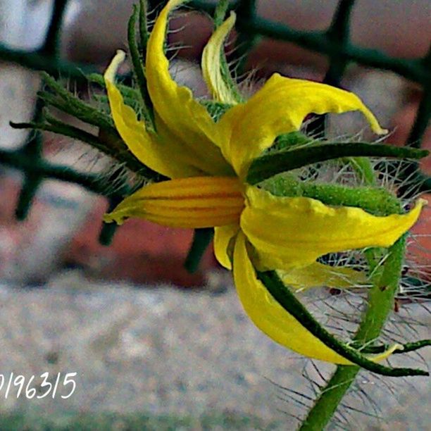 yellow, close-up, focus on foreground, freshness, flower, text, indoors, western script, still life, fragility, leaf, plant, no people, growth, selective focus, green color, nature, communication, table, day