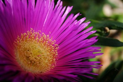 Close-up of pink flower