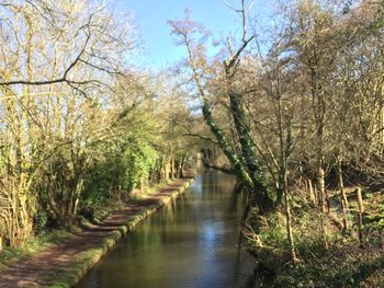 Bridge over river amidst trees in forest