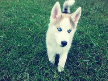 Portrait of white dog on grassy field