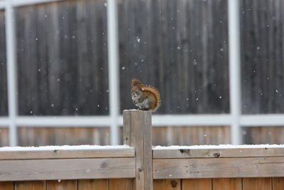 View of an animal on fence