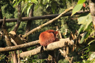 Red panda in red panda