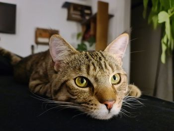 Close-up portrait of cat