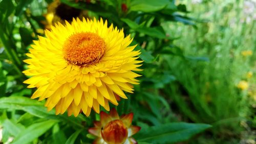 Macro shot of yellow flower