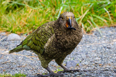 Close-up portrait of bird on land