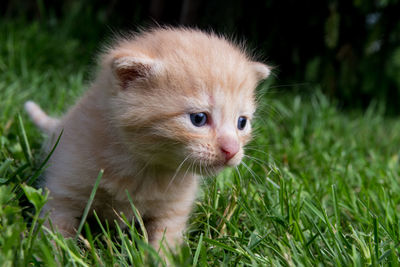 Cat looking away in a field