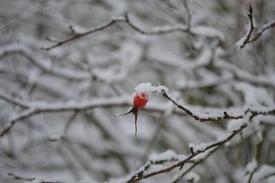 Close-up of red flower