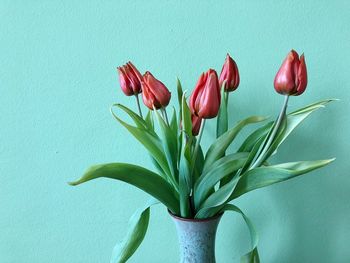 Close-up of flowering plant against wall