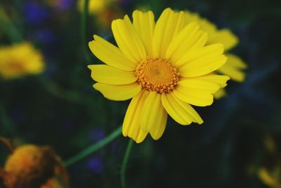 Close-up of yellow flower blooming outdoors