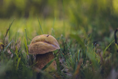 Close-up of mushroom growing on field