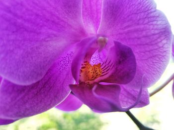 Close-up of purple orchid