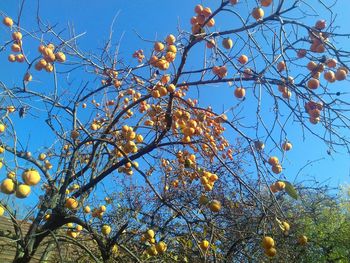 Low angle view of tree against blue sky