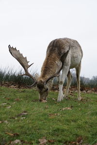 Close-up of deer grazing on field against sky