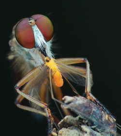 Close-up of insect on black background