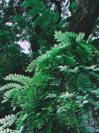 Close-up of fresh green plants with tree in forest