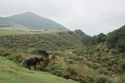 Bull in a field with mountain in background