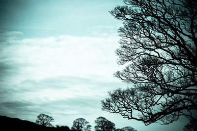 Low angle view of trees against sky