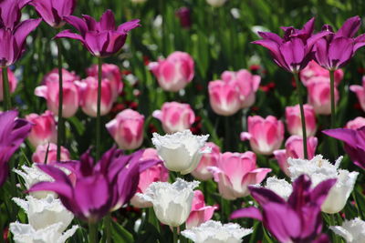 Close-up of pink flowering plants in park