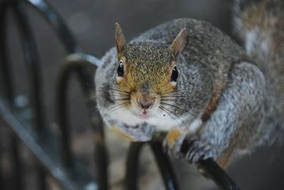 Portrait of squirrel on fence