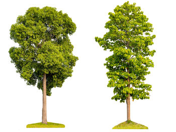 Trees against white background