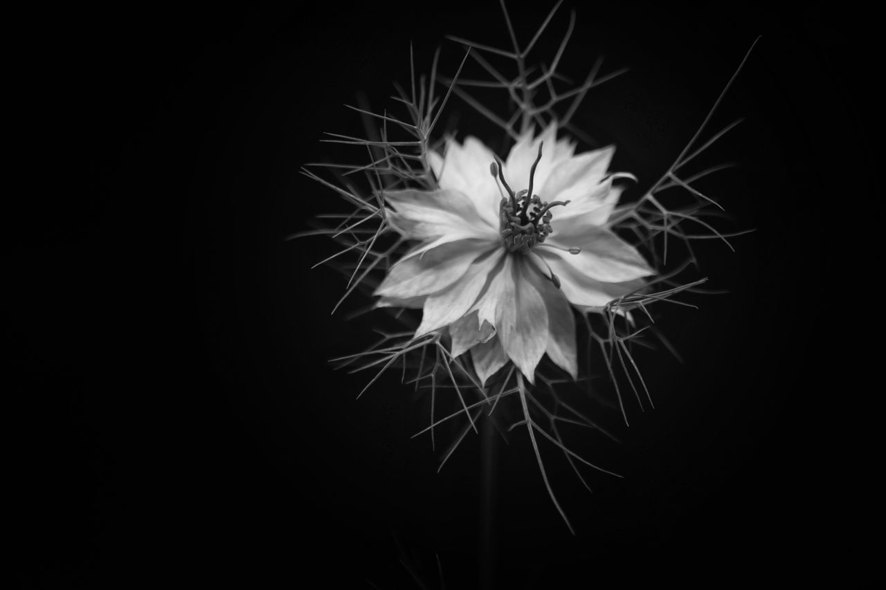 CLOSE-UP OF WHITE FLOWER