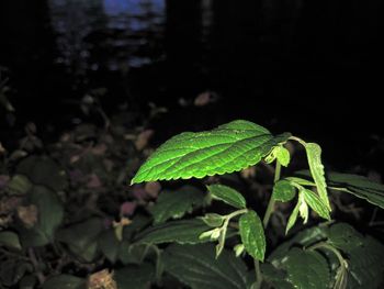 Close-up of green leaf on land