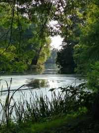 Scenic view of lake in forest