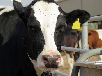 Close-up portrait of cow