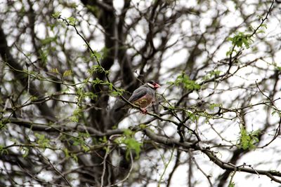 Bird perching on bare tree