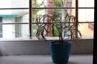 Close-up of potted plant on window sill