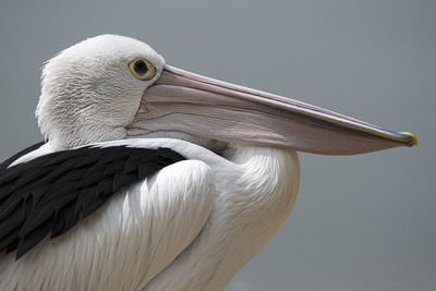 Close-up of pelican against gray background