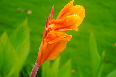 Close-up of orange flower