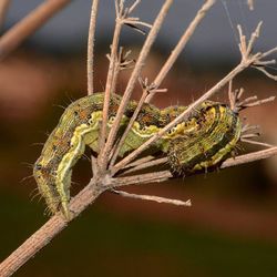 Close-up of insect on plant