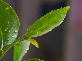 Close-up of wet plant leaves